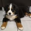 Orion, Bernese Cattle Dogs
