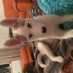 Ice, Siberian Husky