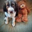 Quill, Springer spaniel inglés