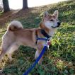 Yoshi, Shiba