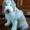 Oups, Bearded Collie