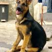 Hunter, Perro Pastor Alemán