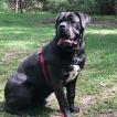 Zoe, Cane Corso
