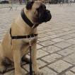 Oups, Bullmastiff