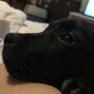 Orange, Staffordshire Bull Terrier