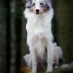 Merlin, Pastor De Shetland