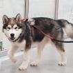 Kenai, Malamute De Alaska