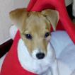 Oria, Parson Jack Russell Terrier (De Pelaje Corto - Suave)