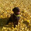 Oxane (Doudou229)