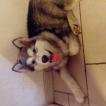 Bly, Malamute do Alasca