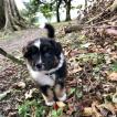 Oreo, Pastor Australiano