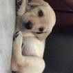 lucy, Labrador Retriever
