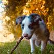 Neko, Border Collie