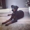 Thor, Dobermann