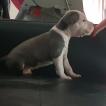 Narko