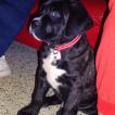 Watson, Cane Corso