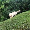 Leo, Golden Retriever