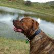 Sherlock, Bullmastiff