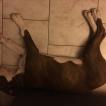 Onyx, American Staff