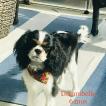 Dreambelle, Cavalier King Charles Spaniel