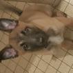 Stella, Berger Malinois