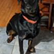 Lucky, Beauceron