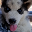 Maverick