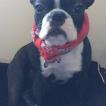 Ollie, Boston Terrier