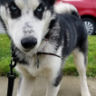 Maverick, Husky Siberiano