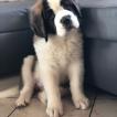 Olie, Saint Bernard