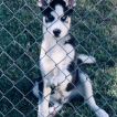 Oliver Gonzalez, Husky Siberiano