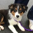Kalie, Berger Australien