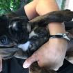 Tony, Boxer
