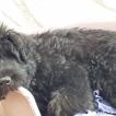 Orio, Boyero De Flandes