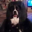 Xena, Boxer