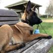 O’Matrix, Pastor Belga Malinois