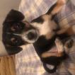 Paco, Parson Jack Russell Terrier (De Pelaje Corto - Suave)