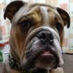 Henry, Bulldog