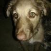StellaRose, Berger Australien