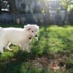 Zoe, White swiss Shepherd Dog