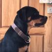 Thanos, Rottweiler