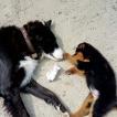 Hansum, Border Collie