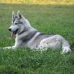 Zorro, Husky Siberiano