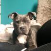 Quill, Staffordshire Bull Terrier