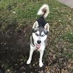 Diesel, Husky Siberiano