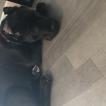 Hustler, Cane Corso