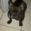 Orka, Bulldog Francés