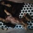 Othilie, Dachshund (Pelo Largo)