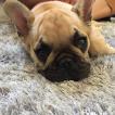 odin, Bulldog Francés