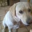 inna, Labrador Retriever
